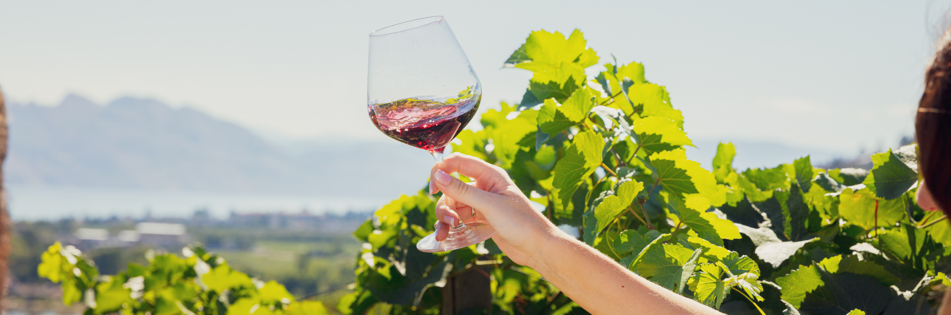 : Glass of wine at Kelowna winery quails gate